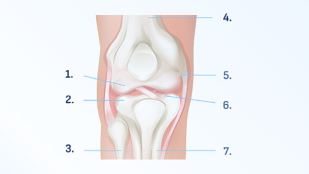 Anatomy of the knee