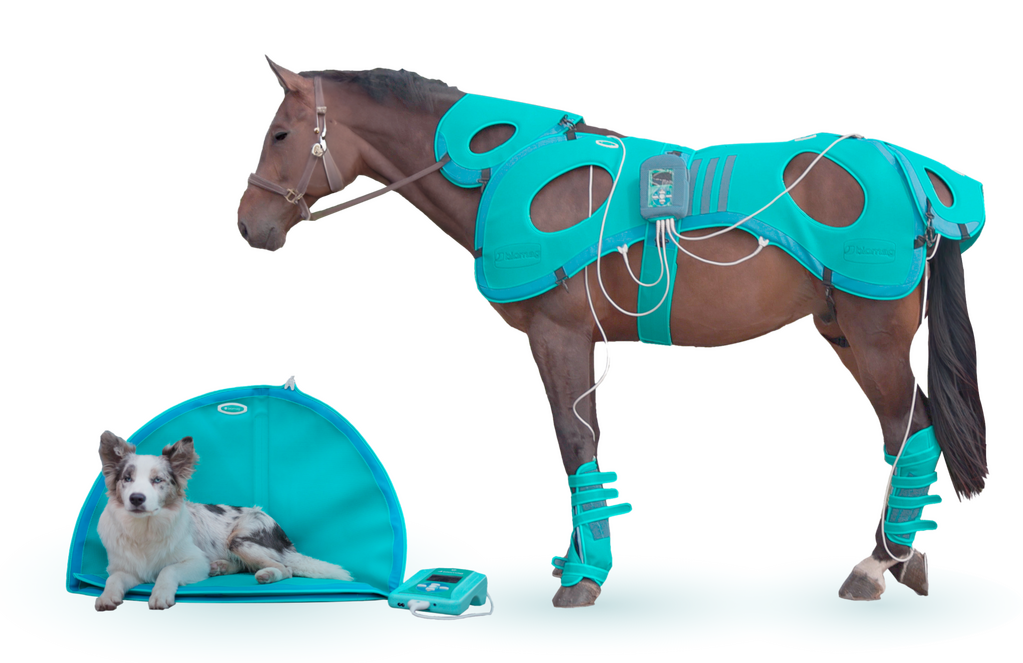 Veterinärmedizinische Magnetfeldtherapie